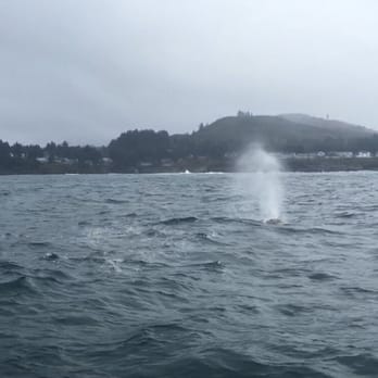 Whale Research Eco Excursions - There she blows! - Museums Near Me - Depoe Bay, Oregon Whale Research Eco Excursions - There she blows! - Museums Near Me - Depoe Bay, Oregon