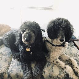 Doodle and Poodle Doodle and Poodle