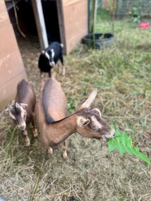 Riverview Orchards by null