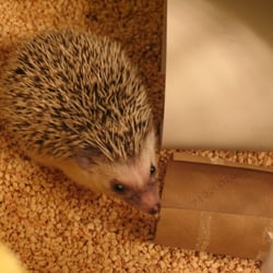 Hedgehogs By Vickie - Hoggle & his new home