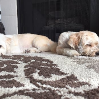 Luckys - Jack and Bailey relaxing. - Pet Groomers Near Me - Santa Monica, California Luckys - Jack and Bailey relaxing. - Pet Groomers Near Me - Santa Monica, California