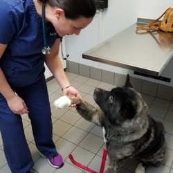 Bellwood Animal Hospital - We love all the doctors here. they care about your pet and take the time needed to help them. The staff is great, very friendly.