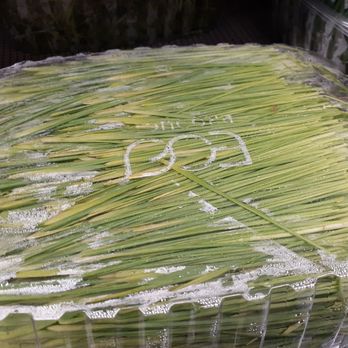 Universal Living Sprouts - 8.17.25 Yellowed Wheatgrass - no start date, no exp date - Health Markets Near Me - West Palm Beach, Florida Universal Living Sprouts - 8.17.25 Yellowed Wheatgrass - no start date, no exp date - Health Markets Near Me - West Palm Beach, Florida
