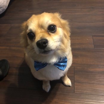 Happy Dog Wash - Pet Groomers Near Me - Orlando, Florida Happy Dog Wash - Pet Groomers Near Me - Orlando, Florida