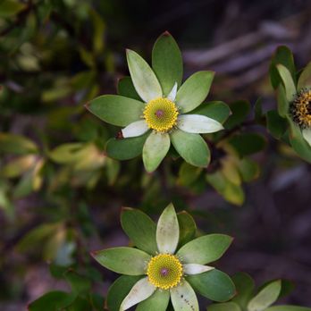 Kula Botanical Gardens - Parks Near Me - Kula, Hawaii