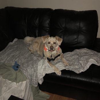 Dewey’s Dogs - Pet Sitting Near Me Dewey’s Dogs - Pet Sitting Near Me