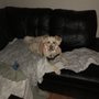 Photo of Dewey’s Dogs