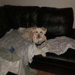 Dewey’s Dogs