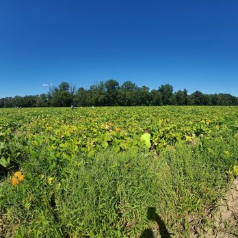 Belvedere Plantation - Pumpkin patch - Festivals Near Me - Fredericksburg, Virginia
