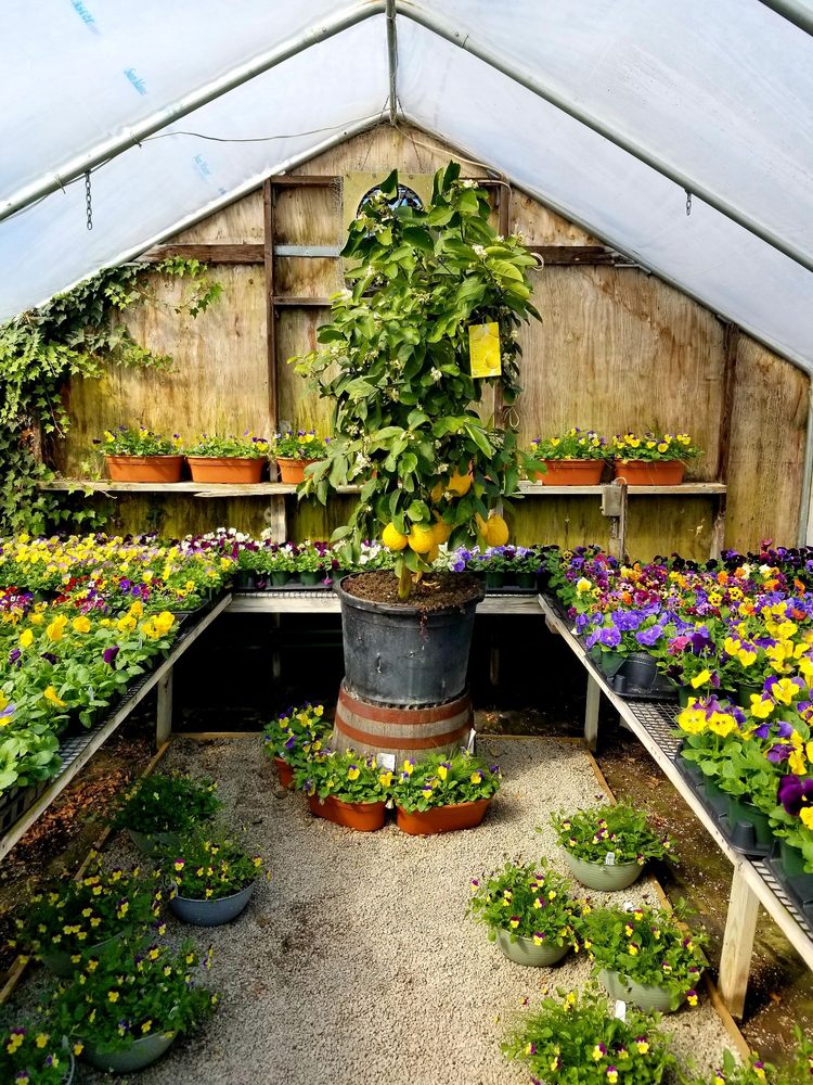 PECKHAM’S GREENHOUSE 53 Photos & 20 Reviews 200 W Main Rd, Little