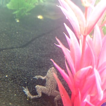 PetSmart - Got an african dwarf frog! - Pet Training Near Me - La Quinta, California