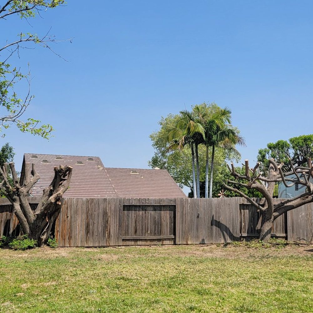 Mosis Tree Service - After - Tree Services Near Me - Rubidoux, California