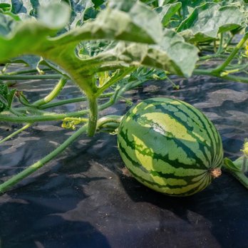 Flocktown Farm - Summer CSA Watermelon - CSA Near Me - Pittstown, New Jersey