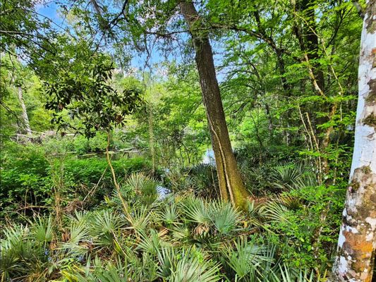 Ichetucknee Springs State Park by null