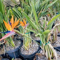 Jurupa Nursery