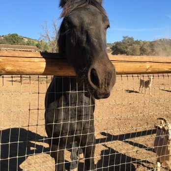Alpine Acres Sanctuary Farm - Ranches Near Me - Alpine, California Alpine Acres Sanctuary Farm - Ranches Near Me - Alpine, California