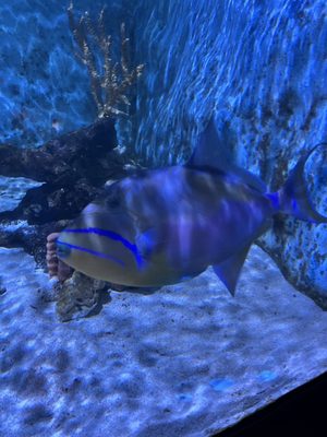 Key West Aquarium by null