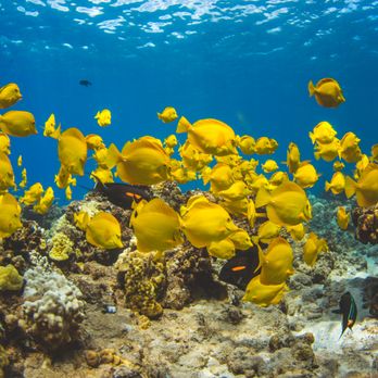 Trilogy Excursions - Yellow Tang fish! - Snorkeling Near Me - Lahaina, Hawaii Trilogy Excursions - Yellow Tang fish! - Snorkeling Near Me - Lahaina, Hawaii
