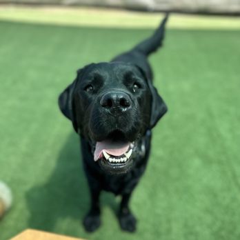 Kamp Kanine - Super chill, bomb proof Mika - Pet Sitting Near Me - Encinitas, California Kamp Kanine - Super chill, bomb proof Mika - Pet Sitting Near Me - Encinitas, California