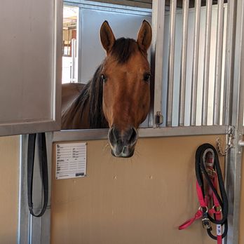 Horse Haven Ranch - All of our indoor stalls have a feed door like this for horses to see-through if they like. - Horse Boarding Near Me - St. George, Utah Horse Haven Ranch - All of our indoor stalls have a feed door like this for horses to see-through if they like. - Horse Boarding Near Me - St. George, Utah