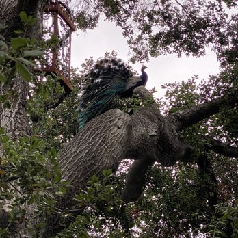 Old Place - Peacock screaming from the tree - American Near Me - Cornell, California Old Place - Peacock screaming from the tree - American Near Me - Cornell, California