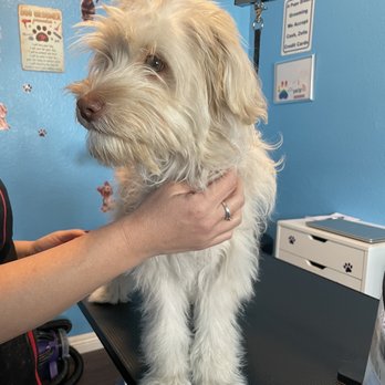 A Pups Dream Dog Grooming - Before - Pet Groomers Near Me - Long Beach, California