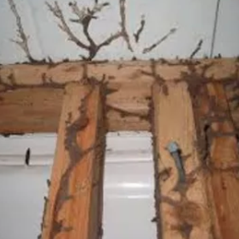 Tek Inspection Services - Wood Destroying Organisms - Home Inspectors Near Me - Lancaster, Pennsylvania Tek Inspection Services - Wood Destroying Organisms - Home Inspectors Near Me - Lancaster, Pennsylvania