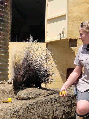 Auckland Zoo by null