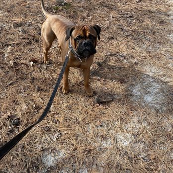 Clay Pit Ponds - Puppy loving his first visit here - Parks Near Me - Staten Island, New York Clay Pit Ponds - Puppy loving his first visit here - Parks Near Me - Staten Island, New York