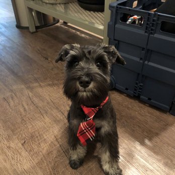 Lakeside Pet Spa - Pet Groomers Near Me - Plano, Texas Lakeside Pet Spa - Pet Groomers Near Me - Plano, Texas