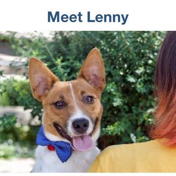 Brandywine Valley SPCA - His picture from their website - Pet Services Near Me - West Chester, Pennsylvania Brandywine Valley SPCA - His picture from their website - Pet Services Near Me - West Chester, Pennsylvania