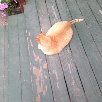 Saddle Mountain - Cat on the office porch - Campgrounds Near Me - Carmel, California Saddle Mountain - Cat on the office porch - Campgrounds Near Me - Carmel, California