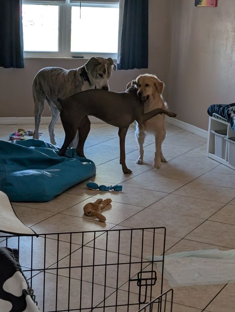 Skippers Sanctuary - pet boarding facility in Hudson, FL