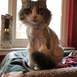 She will feel so much better without all of her fur in this heat and not having to groom herself! Highly recommend! She will feel so much better without all of her fur in this heat and not having to groom herself! Highly recommend!
