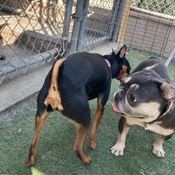 Staycation For Dogs - Making friends! - Pet Groomers Near Me - Vista, California