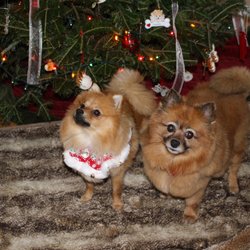 Katy's Mobile Pet Spa - Freshly groomed by Katy!