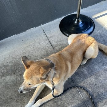 Skillets - Dog Friendly patio - American Near Me - Salt Lake City, Utah Skillets - Dog Friendly patio - American Near Me - Salt Lake City, Utah