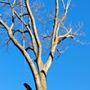 Welch Professional Tree Service
