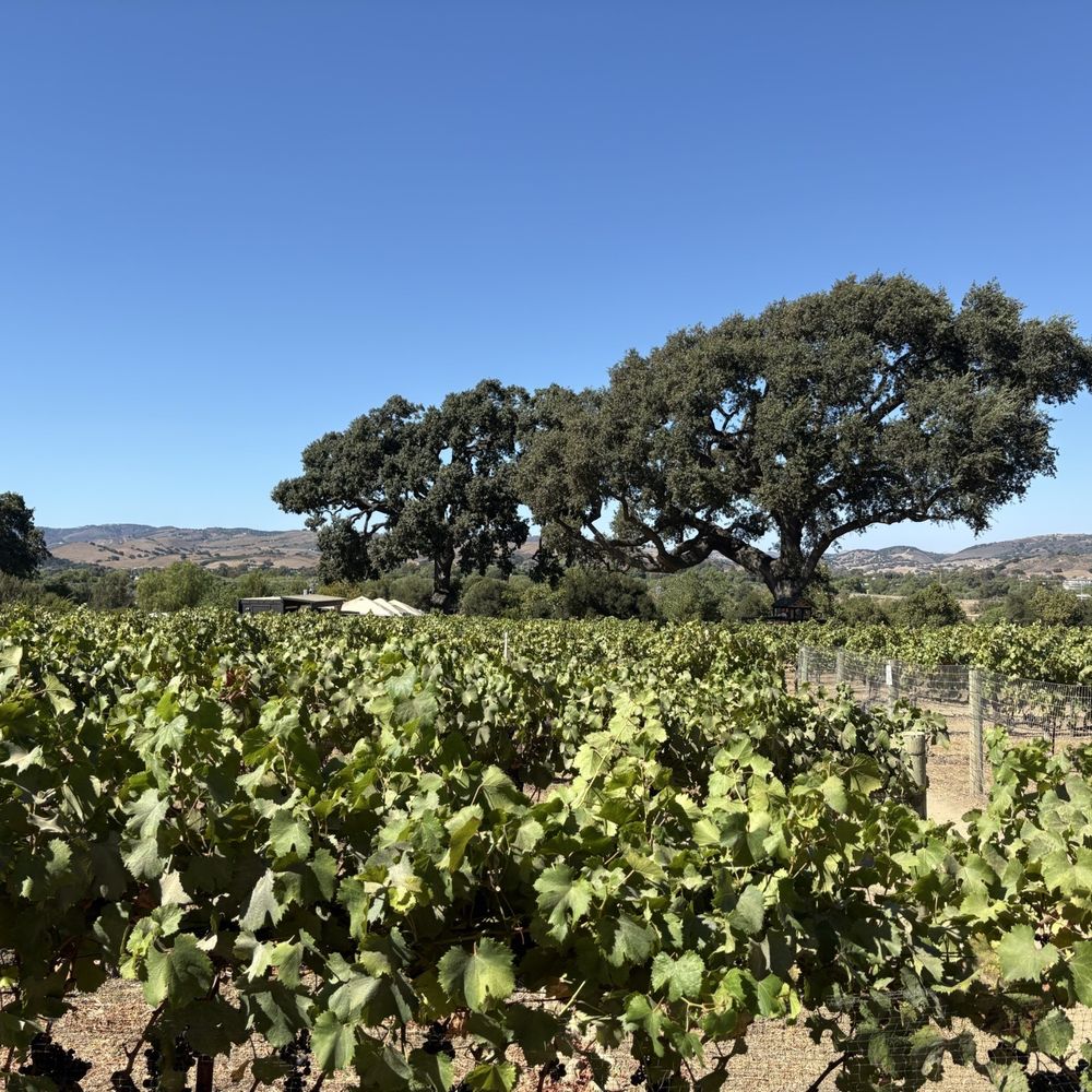 Vega Vineyard and Farm - Beautiful space - Wineries Near Me - Buellton, California