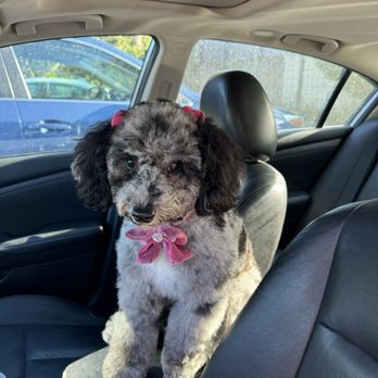 Tilt pet spa - post groom with pompoms - Pet Groomers Near Me - San Francisco, California Tilt pet spa - post groom with pompoms - Pet Groomers Near Me - San Francisco, California