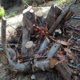 A sample of "quality" shrub removal by Big Leaf Tree Care