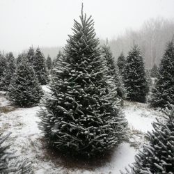 Happy Land Tree Farms - Large Christmas Trees