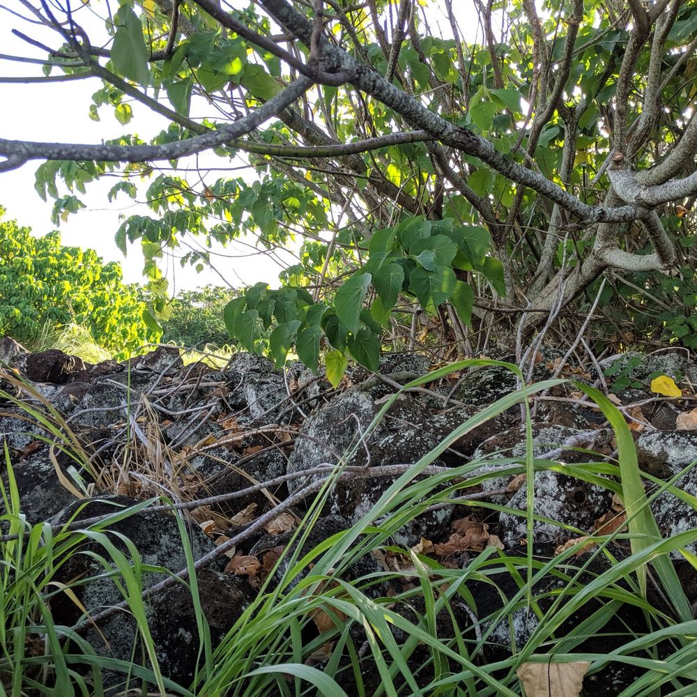 Malae Heiau - A bit of the wa - Landmarks & Historical Buildings Near Me - Wailua, Hawaii Malae Heiau - A bit of the wa - Landmarks & Historical Buildings Near Me - Wailua, Hawaii