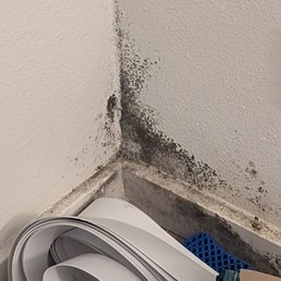 Black mold Black mold