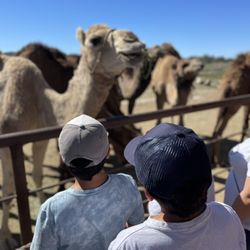 Oasis Camel Dairy - Up close with Camels