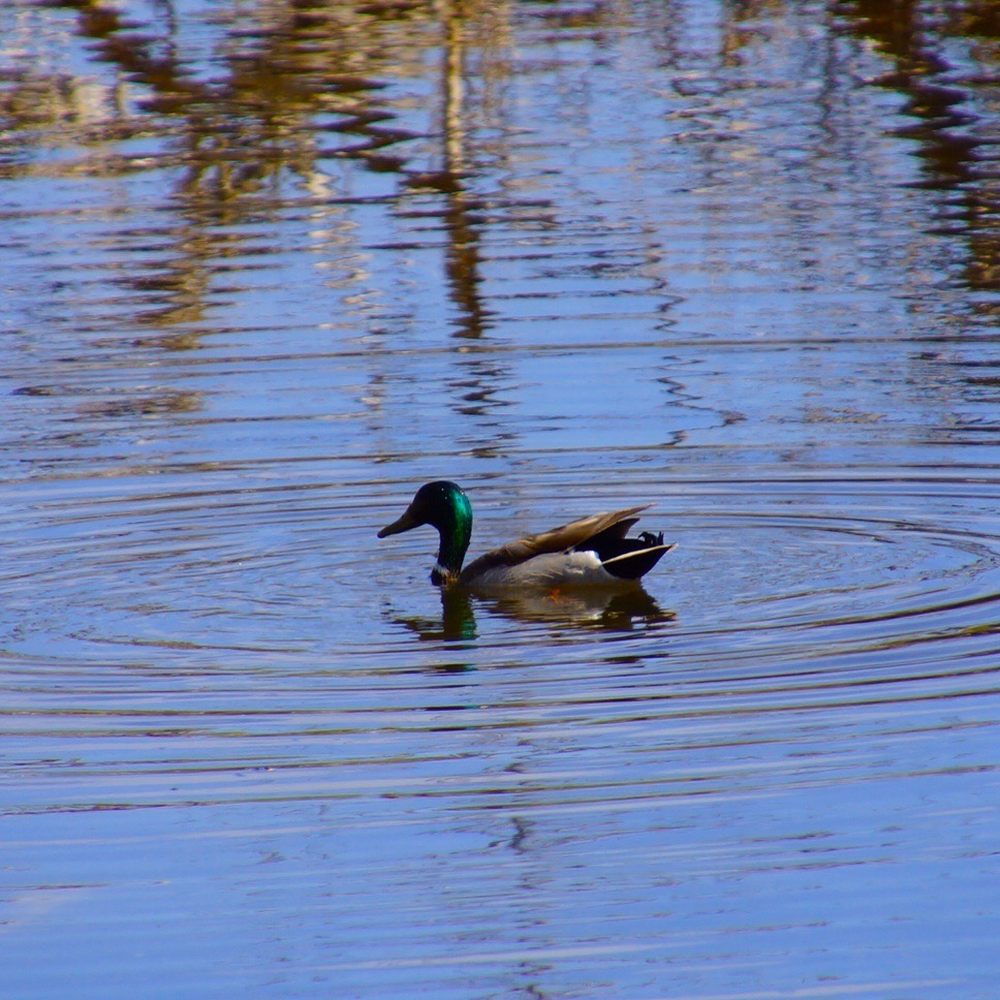 Chatfield State Park - Parks Near Me - Littleton, Colorado