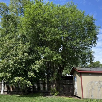 Boreal Tree Care - Tree Services Near Me - Anchorage, Alaska Boreal Tree Care - Tree Services Near Me - Anchorage, Alaska