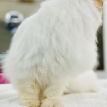 Purrvana Chicago - Look at how Fluffy his coat is now - Pet Groomers Near Me Purrvana Chicago - Look at how Fluffy his coat is now - Pet Groomers Near Me