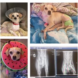Peanut's journey Peanut's journey