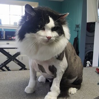 Shaggy Chic - Pet Groomers Near Me - Lebanon, Pennsylvania Shaggy Chic - Pet Groomers Near Me - Lebanon, Pennsylvania